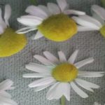 chamomile flowers photo