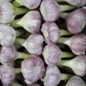 garlic fresh red