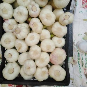 garlic fresh white