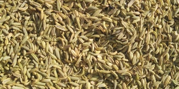 fennel small size seeds