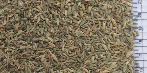 fennel seeds alfa herbs