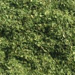 dried parsley leaves photo