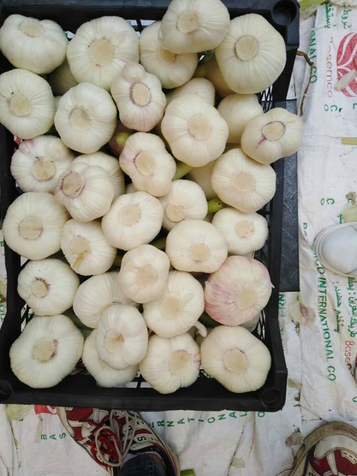 garlic fresh white