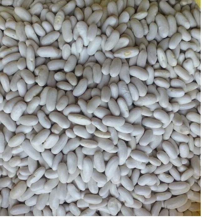 kidney white beans